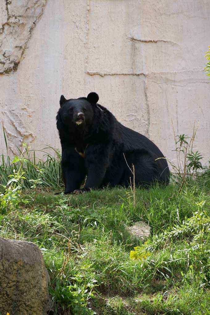 熊を見ると結構怖いです