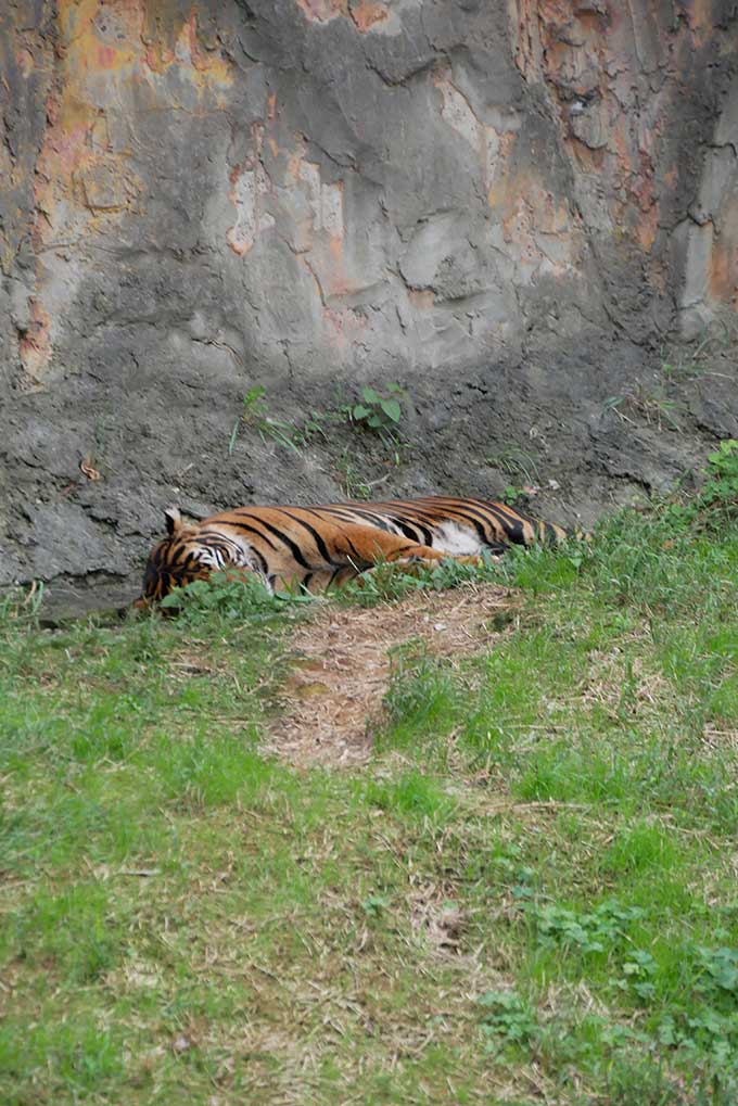 トラ、睡眠中