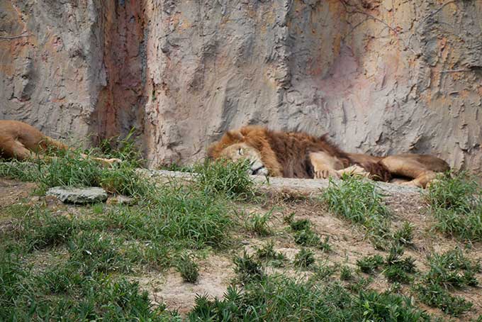 ライオン、爆睡中