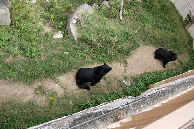 上からクマのブースを見学