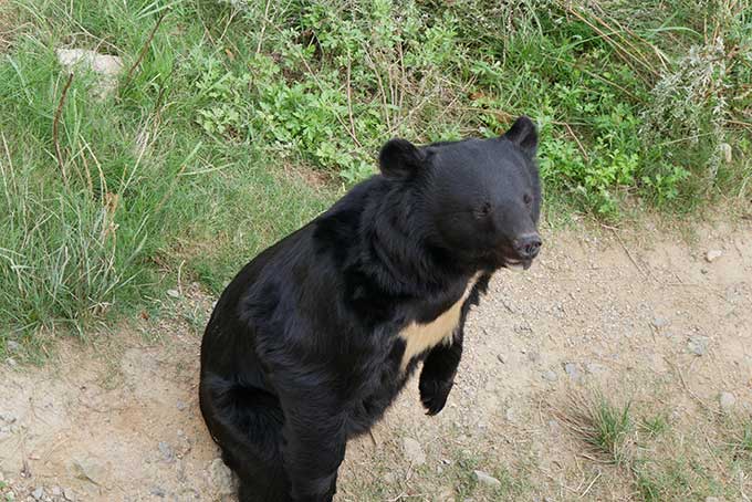 熊が立つと怖いです!!