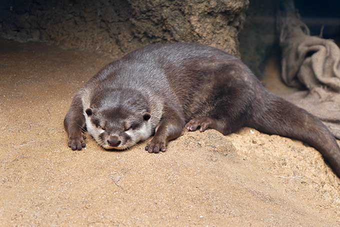 カワウソを発見!