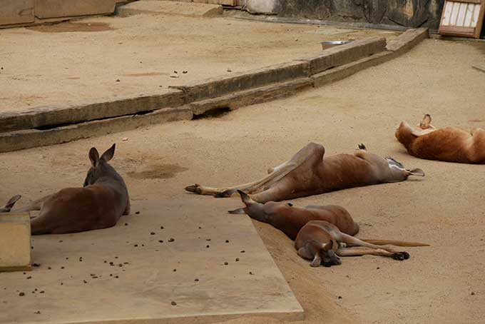 カンガルーはヤル気無し!!