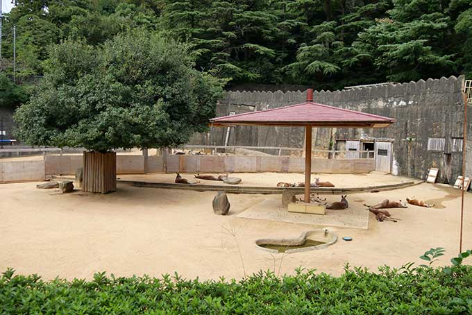 カンガルーエリア