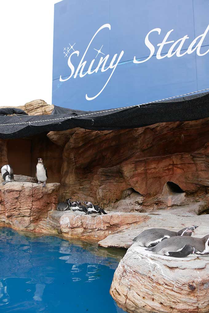 シャイニースタジアムに到着