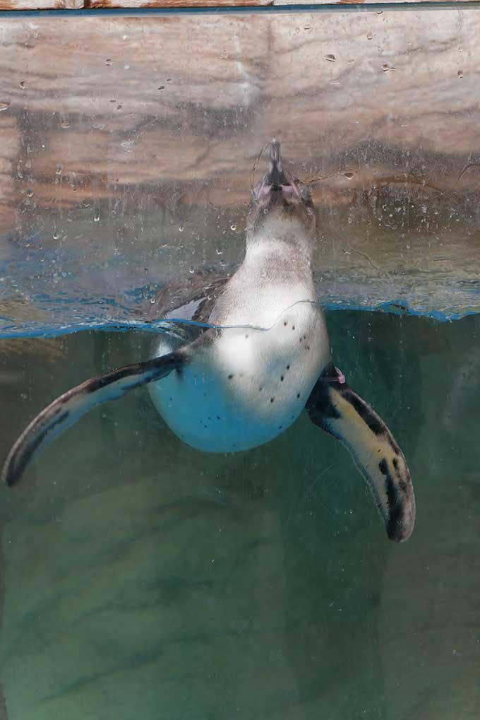 ペンギン達がお出迎え