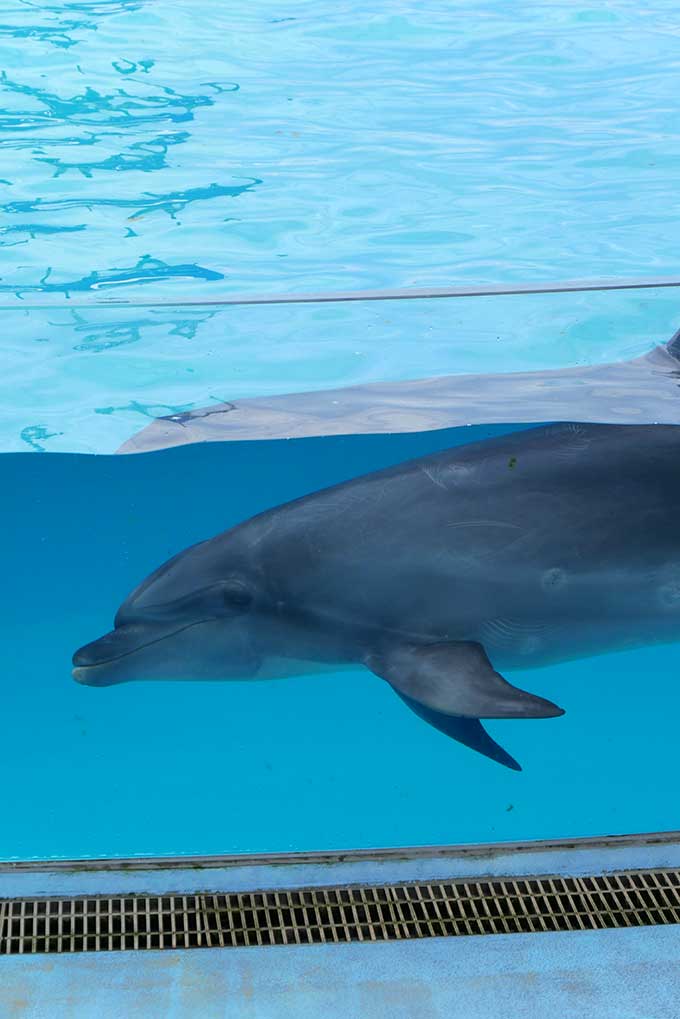 悠々とイルカが泳いでいます