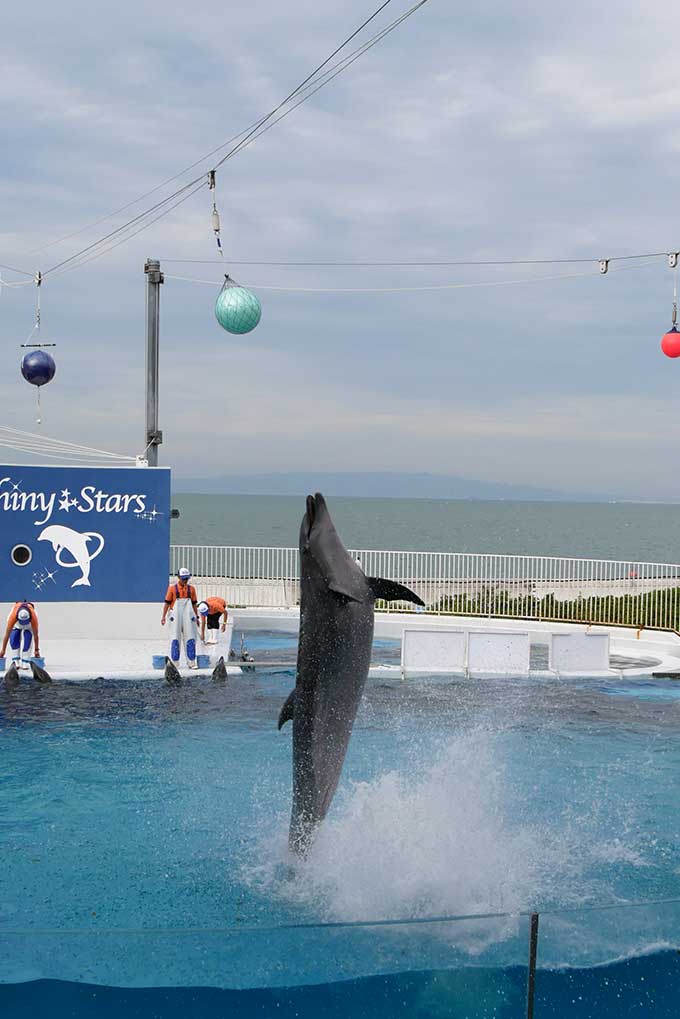 イルカのショーがスタート!!