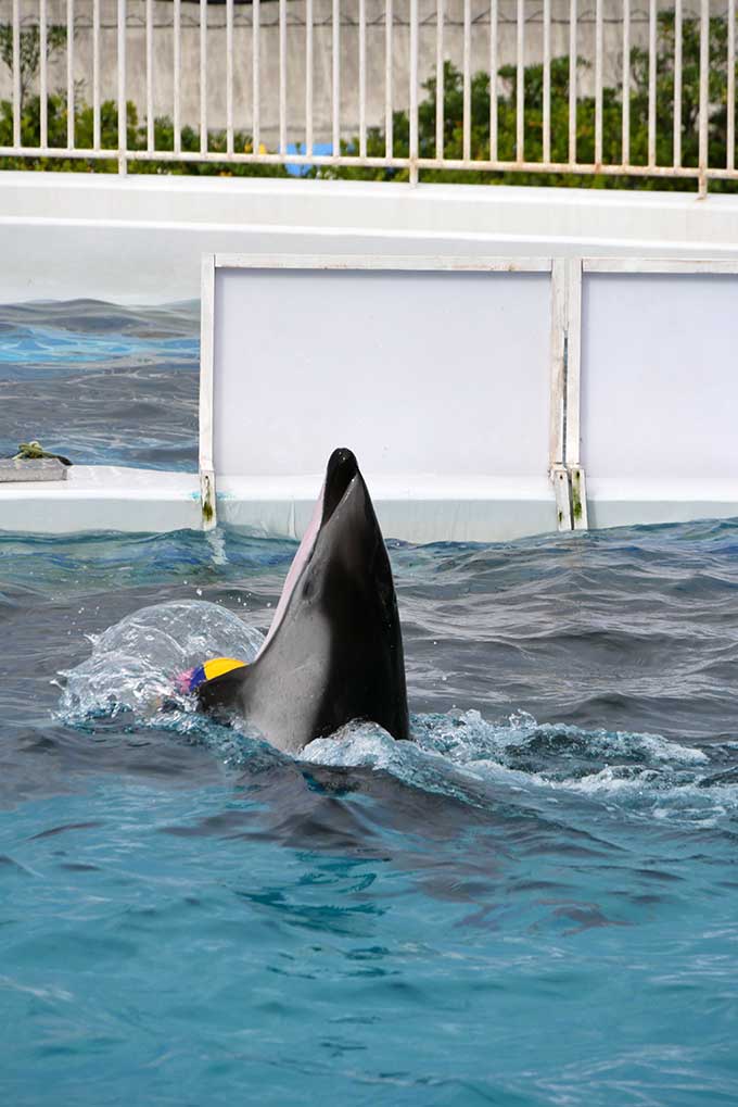 イルカがボールを運びます!!