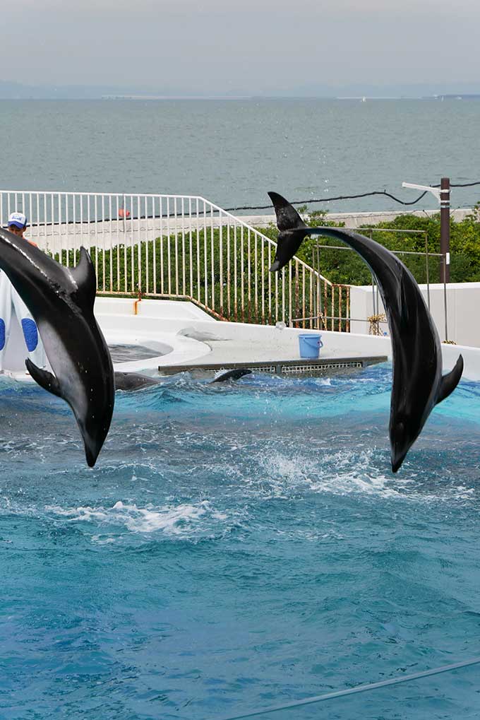 華麗なジャンプ!!