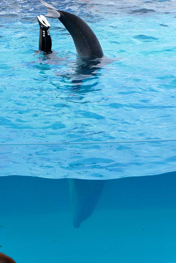 トレーナーさんと一緒に潜って…