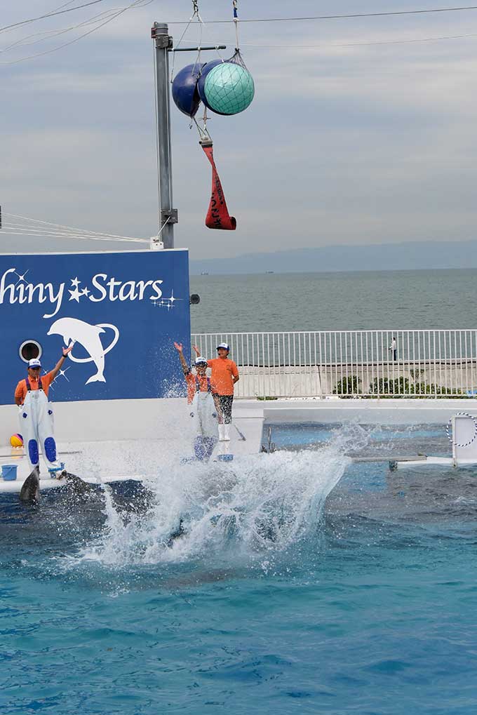 イルカのジャンプ