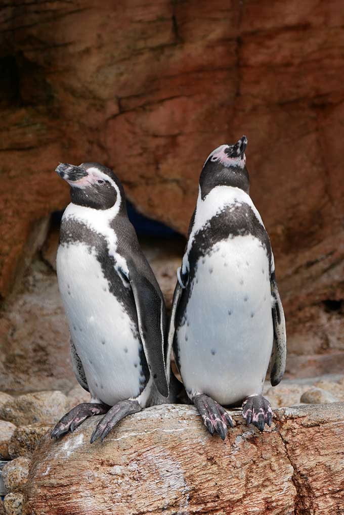 ペンギンに見送られながら…