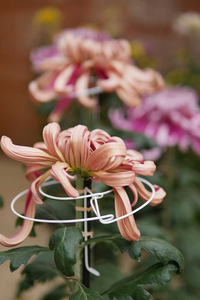 えべっさんの菊展示