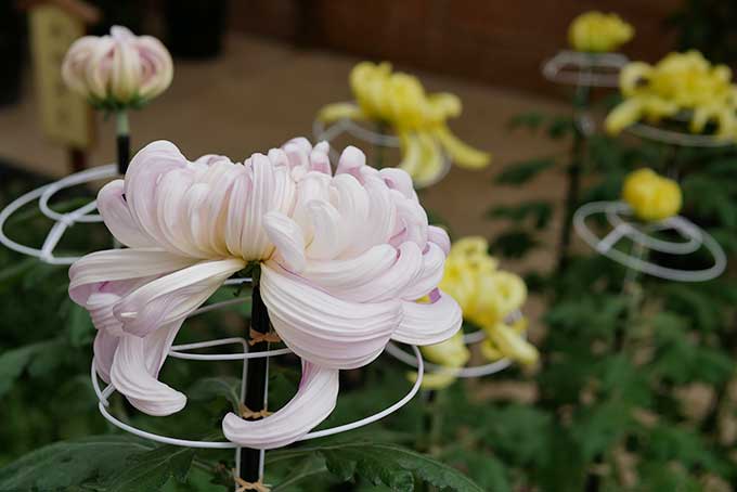 えべっさんの菊が綺麗です