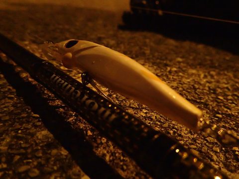 久しぶりの深夜釣行に出掛けるも…