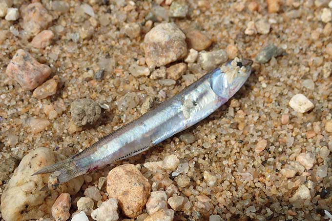 干からびたカタクチイワシ