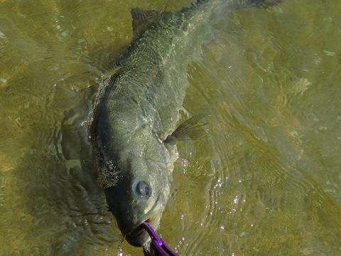 真っ昼間のシーバス釣りで釣果を上げるポイント!!