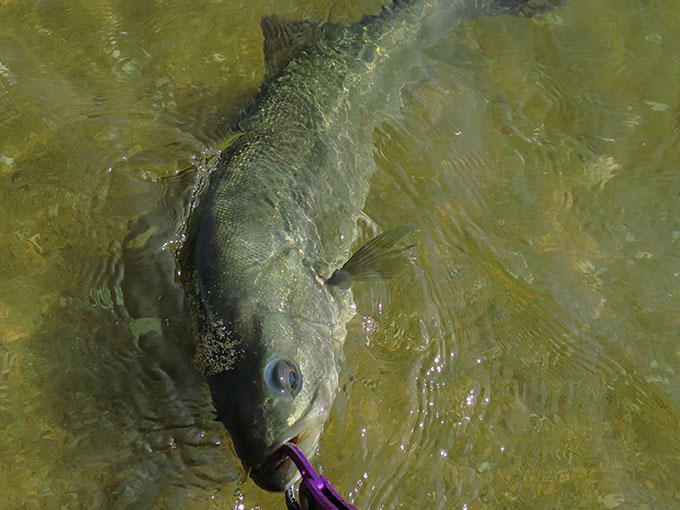 真っ昼間のシーバス釣りで釣果を上げるポイント!!