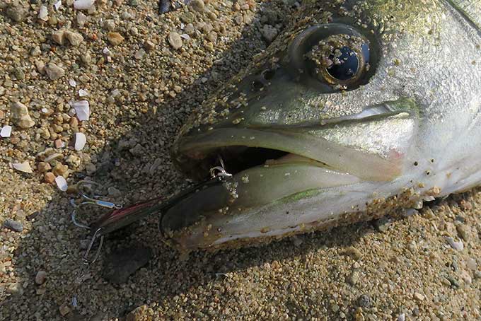 鉄板ルアーで釣れたシーバス