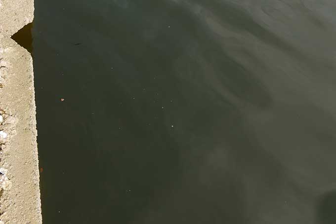 シーバスが居る護岸