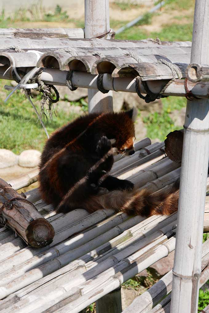 レッサーパンダ