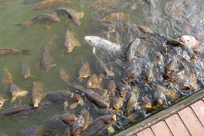 鯉が集まってきます