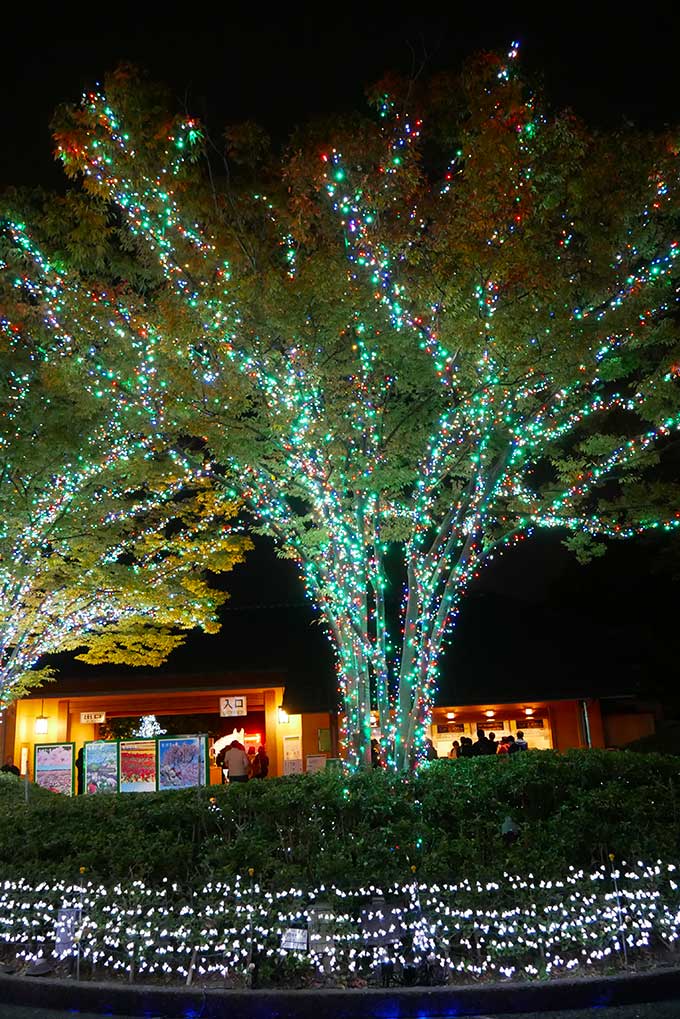 ライトアップされた木