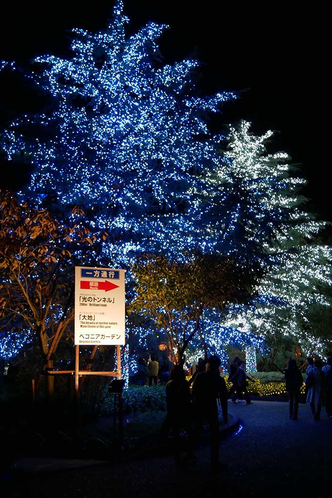 ライトアップされた木々