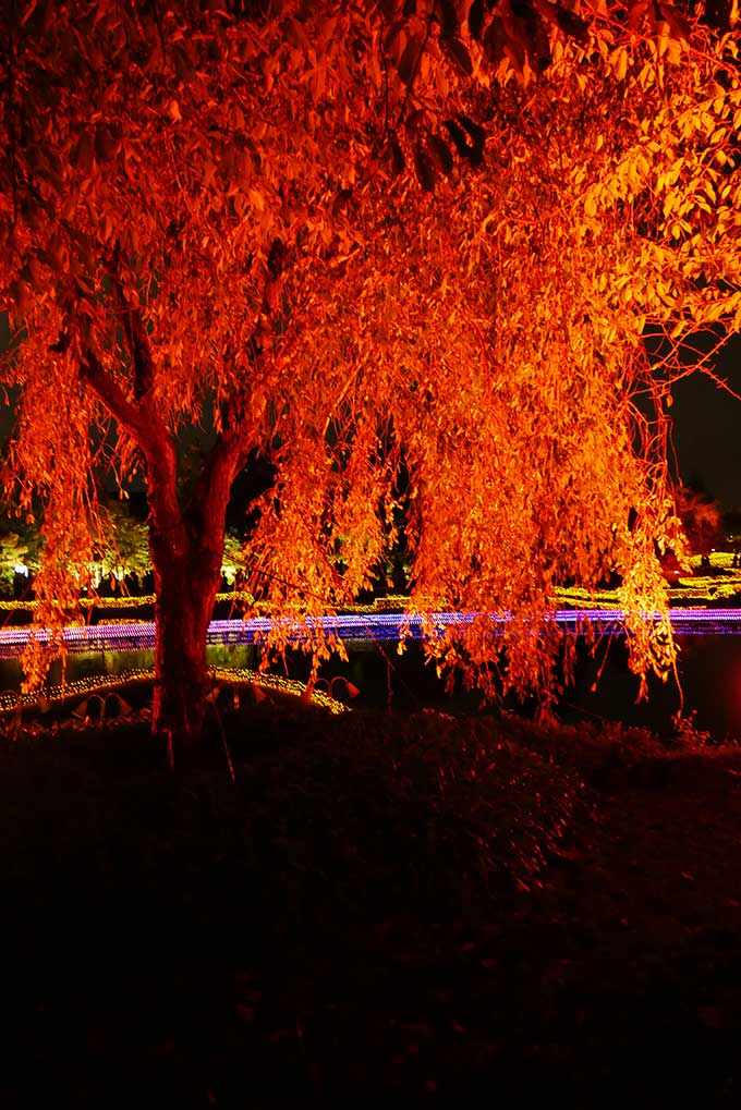 情熱的なイルミネーション