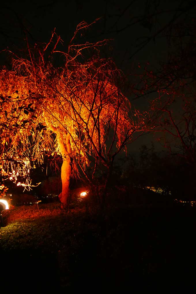 木々のコントラスト