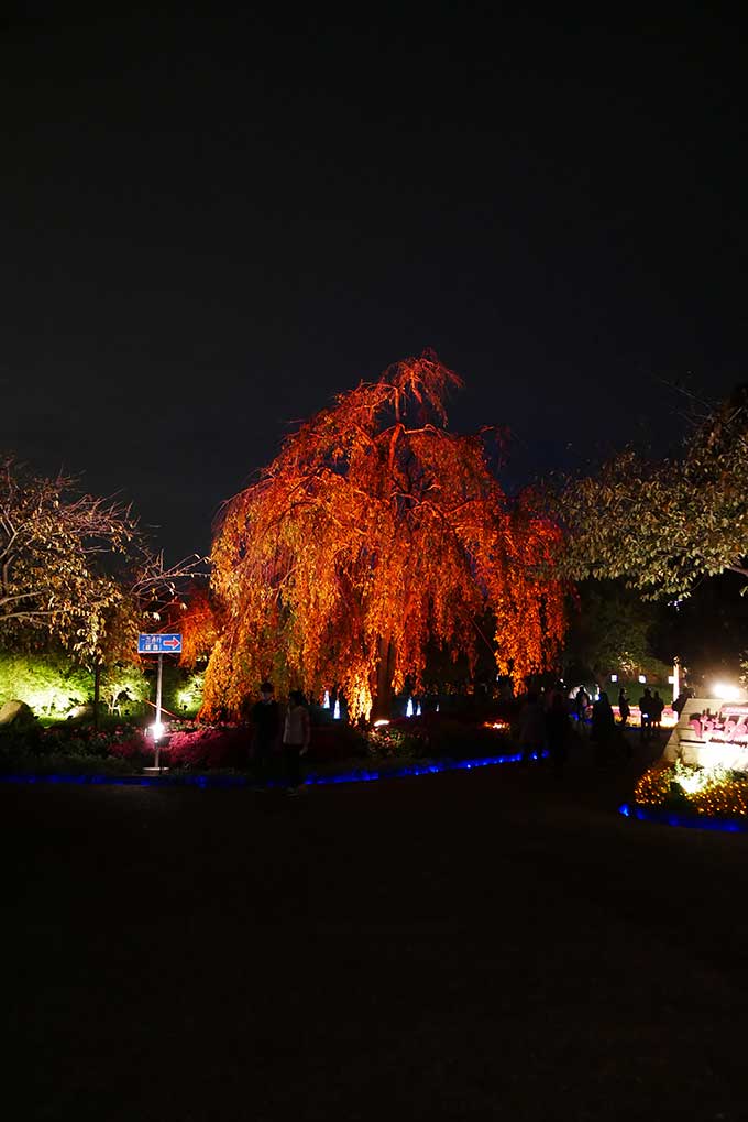 綺麗なコントラスト