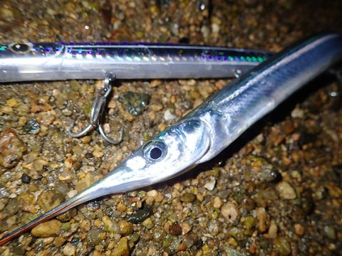 嘘だと言ってよ、サヨリィ~!