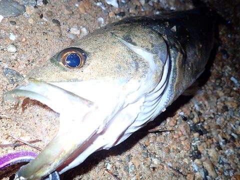 【ド短時間釣行】この流れ!このバイトこそサヨリパターンよ!!