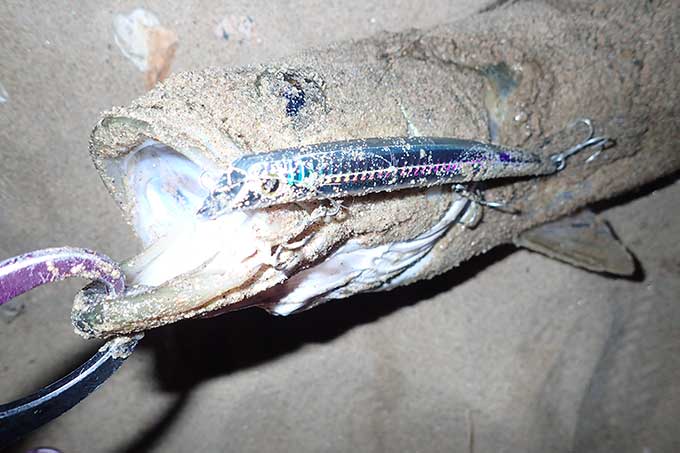 パラガスで釣れたシーバス