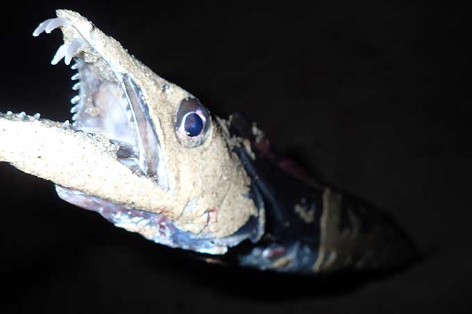 パラガスで釣れたタチウオ