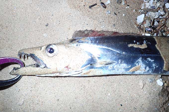 ルアーで釣れたタチウオ指4.5本サイズ