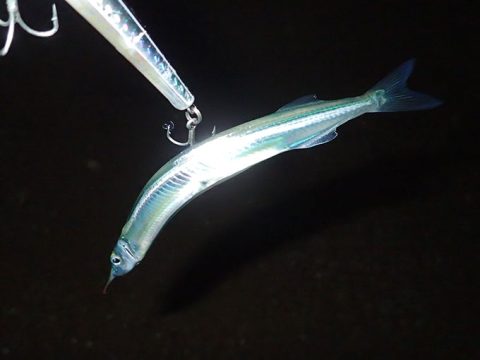 新たなサヨリを求めて…