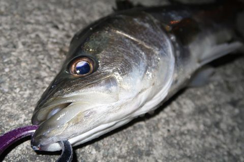 シーバス連発!モアザン エキスパートAGS 87LMLでの初釣行!!