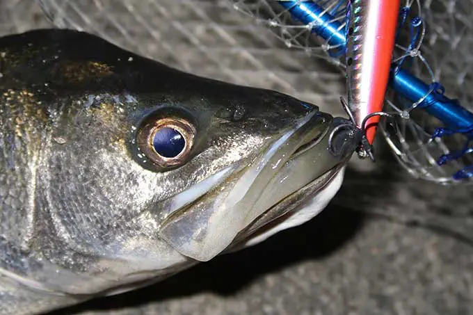 シーバス連発！モアザン エキスパートAGS 87LMLでの初釣行！！