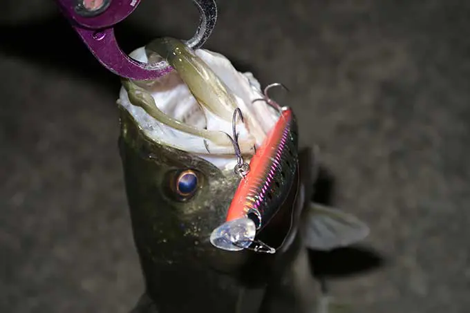 シーバス連発！モアザン エキスパートAGS 87LMLでの初釣行！！