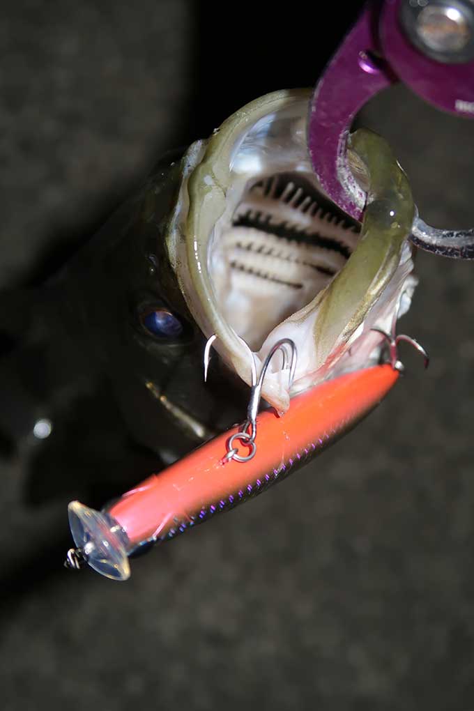 モアザン エキスパートAGS 87LMLでシーバスを連発