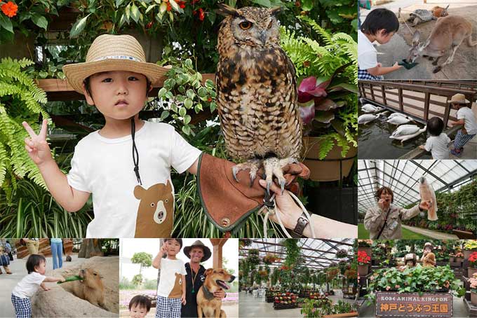 神戸どうぶつ王国【触れ合い・バードショー】