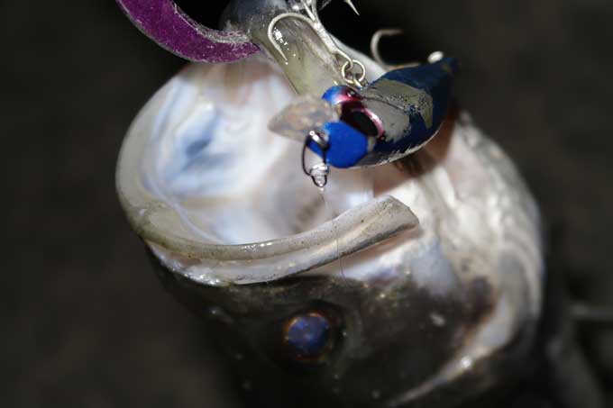 アーダ86にて釣れたシーバス