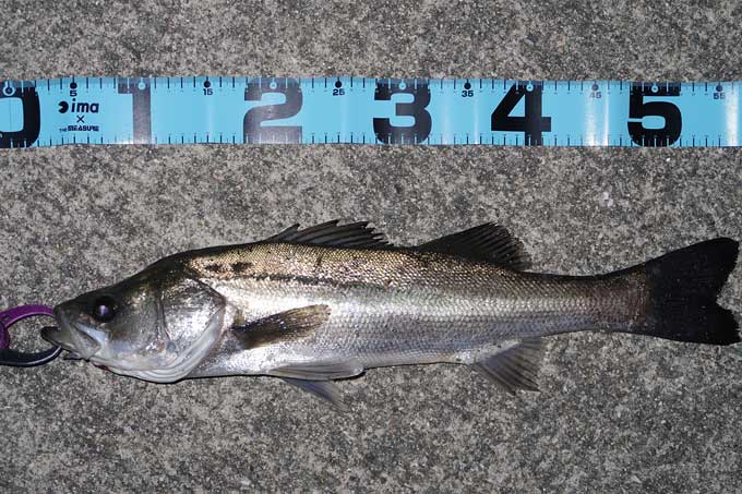 エキスパートAGS 87LMLにて釣れたシーバス