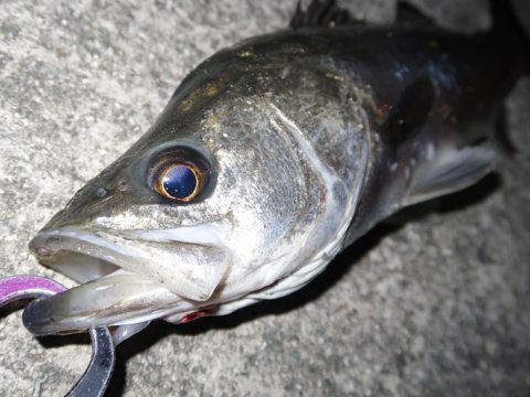 私にもシーバスが見える!エキスパートAGS 87LMLにて連続釣果!