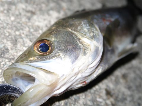 極寒の海で釣れたシーバス!アーバンサイドカスタムは伊達じゃない!!