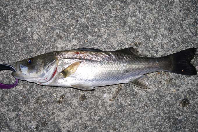 シーバス40cm前後