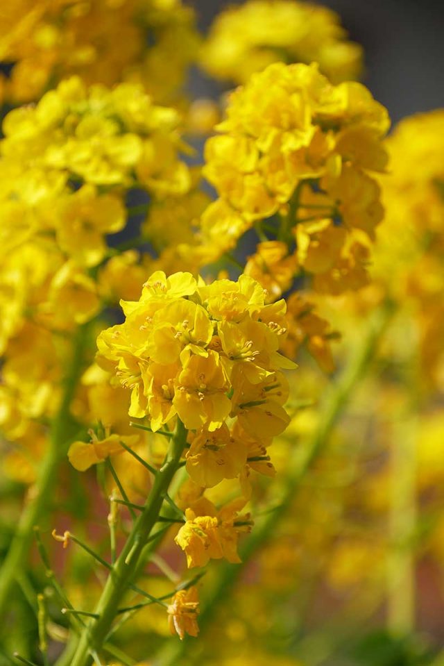 春を感じます!!