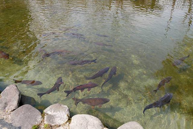 池には鯉が泳いでいます